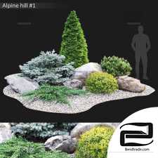 Outdoor plants Alpine hill 14