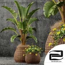 Outdoor plants collection 688
