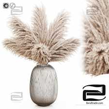 Pampas grass 8