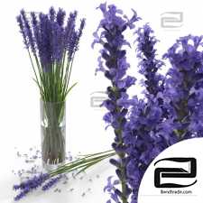 Lavender bouquet