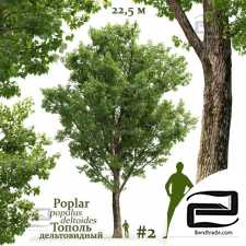 Populus deltoides trees