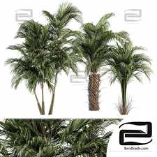 Palm Trees 08
