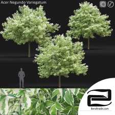 Acer Variegatum trees