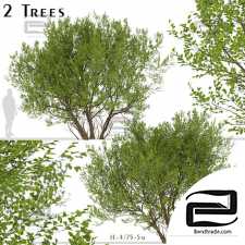 Common Hazel Trees