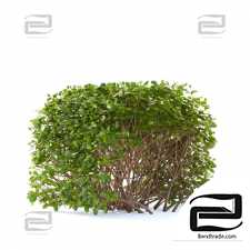 Spiraea birch-leaved Hedge | Spiraea betulifolia #2
