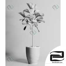 Plant 03 3D Model id 843