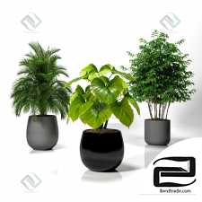 Plant set 01