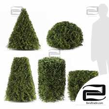shaped bushes