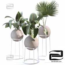 Indoor Plants Collection - Set 01