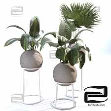 Indoor Plants Collection - Set 01