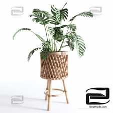 Indoor Plants Collection - Set 02