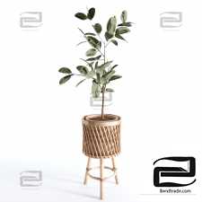 Indoor Plants Collection - Set 02