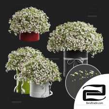 A bouquet of Gypsophilus in a hatbox