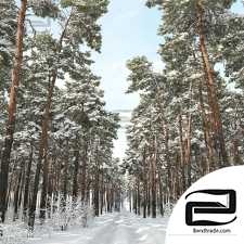 Winter Pine