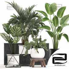 Collection of interior plants in white pots and luxury pots with cactus 448