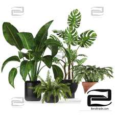 Plant Collection Set 02