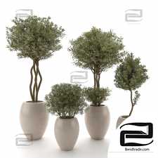 Indoor Plant set 102