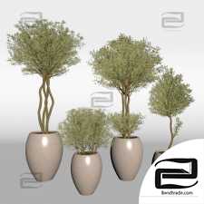 Indoor Plant set 102