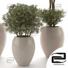 Indoor Plant set 102