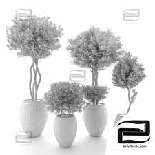 Indoor Plant set 102