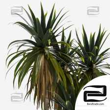 Palm Tree Set 01