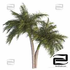 Palm Tree Set 02