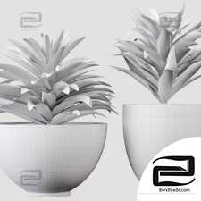 Song Of India Indoor Plant Set 03