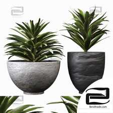 Song Of India Indoor Plant Set 03