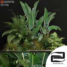 Indoor plants Collection 689