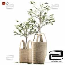 Indoor plants olive tree