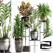 Indoor plants Collection 815