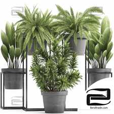 Indoor plants Collection 360