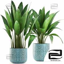 Houseplants Strelitzia 08