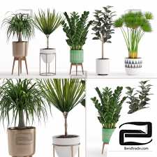 Indoor plants 505