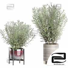 Indoor plants olive 39