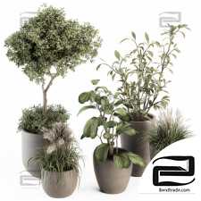 Indoor plants Collection 95