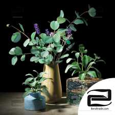 Indoor plants 238