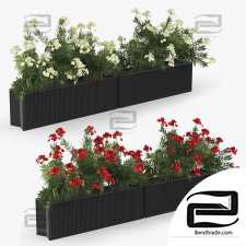 Indoor plants Flowerbed Nerium