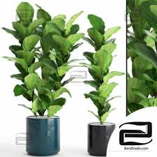 Indoor plants ficus lyrata