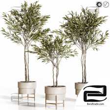 Indoor plants Olive 47