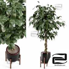 Indoor plants 500