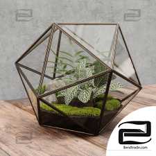 Indoor plants florarium icosahedron