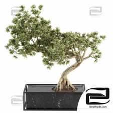 Indoor plants Bonsai 8