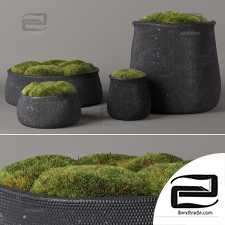 Moss houseplants