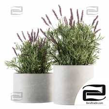 Lavender Bush Houseplants