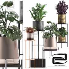 Indoor plants Collection 542