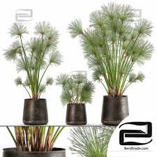 Indoor plants Collection 896