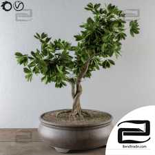 Indoor plants Bonsai 85