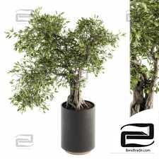 Indoor plants Bonsai 83