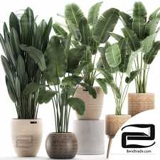 Indoor plants 20